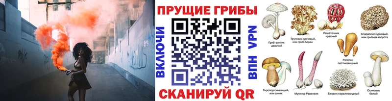 магазин  наркотиков  Городовиковск  Псилоцибиновые грибы прущие грибы 