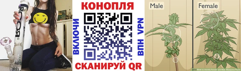 как найти   Городовиковск  Конопля планчик 